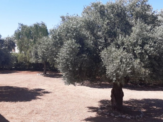 BEAUTIFUL STONE BUNGALOW WITH 3 BEDROOMS and LARGE GARDEN WITH OLIVE TREES and water well 