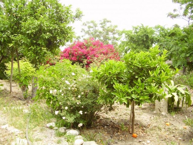 Einfamilienhaus Mieten in Lapta, Kyrenia