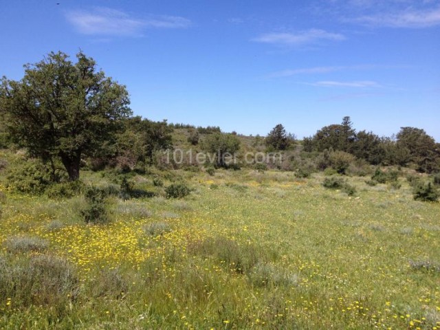 5 DECLARES OF LAND FOR INVESTMENT PURPOSES IN LAPTA, Kyrenia: Doğan BORANSEL Mobile: +90533-8671911