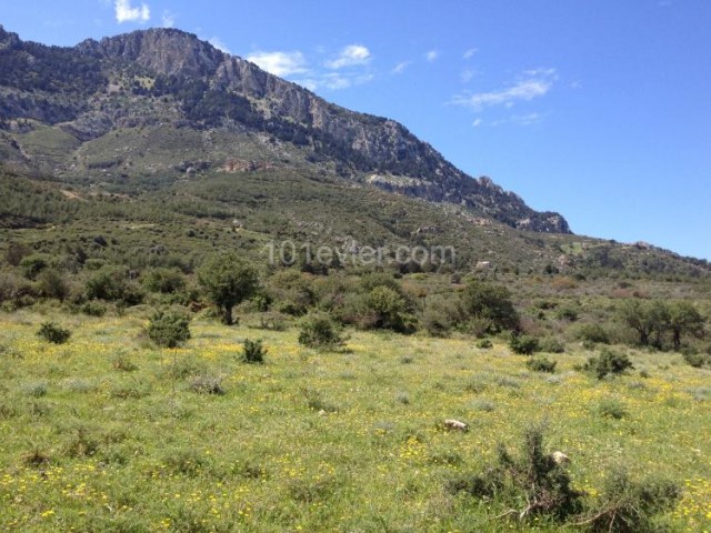 5 DECLARES OF LAND FOR INVESTMENT PURPOSES IN LAPTA, Kyrenia: Doğan BORANSEL Mobile: +90533-8671911