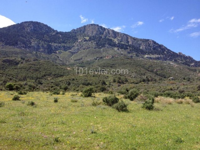 5 DECLARES OF LAND FOR INVESTMENT PURPOSES IN LAPTA, Kyrenia: Doğan BORANSEL Mobile: +90533-8671911