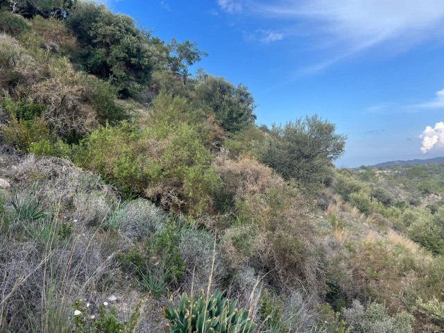 در گیرنه، روستای کراغاچ، 2 دونوم + 1 زمین معادل اولک، وضعیت منطقه بندی 35٪، جاده عمومی موجود است. Doğan BORANSEL : +90-5338671911