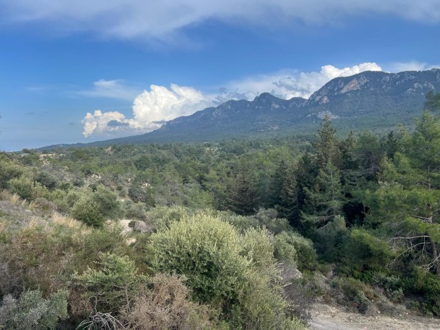 در گیرنه، روستای کراغاچ، 2 دونوم + 1 زمین معادل اولک، وضعیت منطقه بندی 35٪، جاده عمومی موجود است. Doğan BORANSEL : +90-5338671911