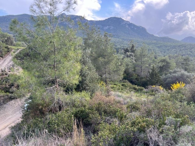 در گیرنه، روستای کراغاچ، 2 دونوم + 1 زمین معادل اولک، وضعیت منطقه بندی 35٪، جاده عمومی موجود است. Doğan BORANSEL : +90-5338671911