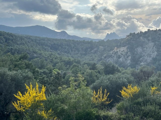 IN GIRNE, DORF KARAAĞAÇ, 2 Donum + 1 Evlek äquivalentes Grundstück, Zonenstatus 35 %, ÖFFENTLICHE STRAßE VERFÜGBAR. Doğan BORANSEL: +90-5338671911