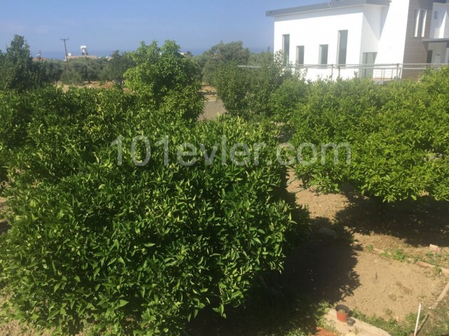 DIE EINZIGE AUTORISIERTE AGENTUR – 4+1 VILLA mit einem herrlichen großen Garten und Swimmingpool in LAPTA, GIRNE: Doğan Boransel: 0533-8671911