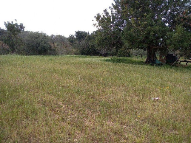 In Sipahi, within the village, 5 decares of land, open for development, with an old house, Electricity, road and water, Olive and Almond trees, Water well, suitable for all kinds of investments, is for sale.