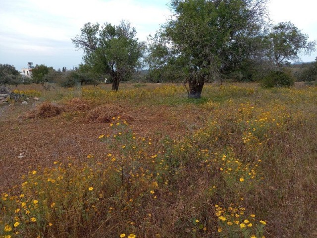 In Sipahi, on the side of the main road in the village, open to development without electricity and water problems, facing the sea is for sale.