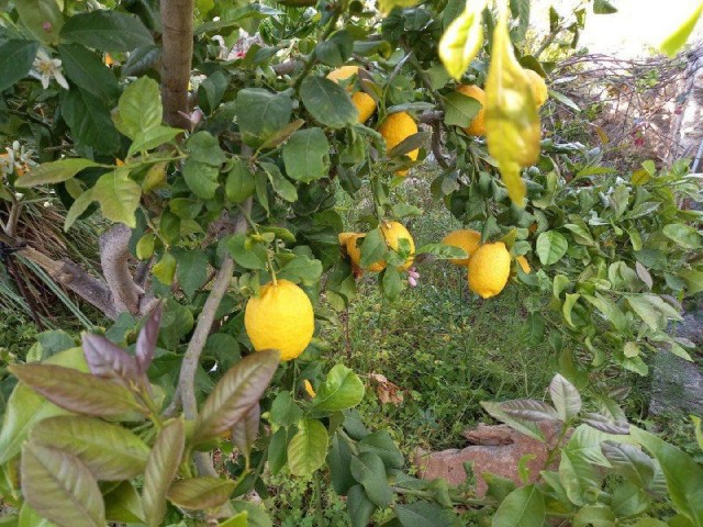 یک خانه 2+1 نوساز در محیطی دنج و آرام در روستای سپاهی به فروش می رسد.