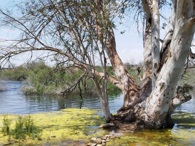 1 Präzedenzfallgrundstück mit Blick auf den Canakkale-Teich in der Region Famagusta Canakkale