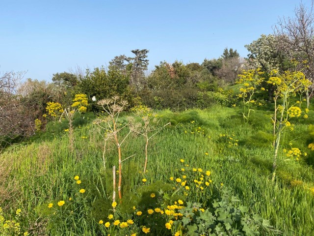 1 هکتار زمین برای فروش در روستای گیرنه اسنتپید 44000 استگ ** 