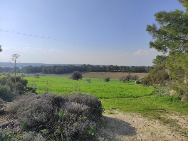 Eines der schönsten Gebiete von tepebashi, die offene Kiefernregion von Imara ** 