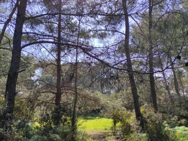 A secret land among the pines on the hillside ** 