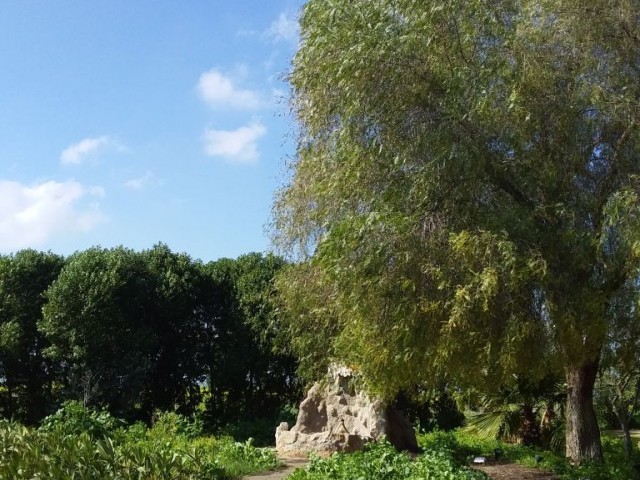 کسب و کار برای اجاره in Mutluyaka, فاماگوستا