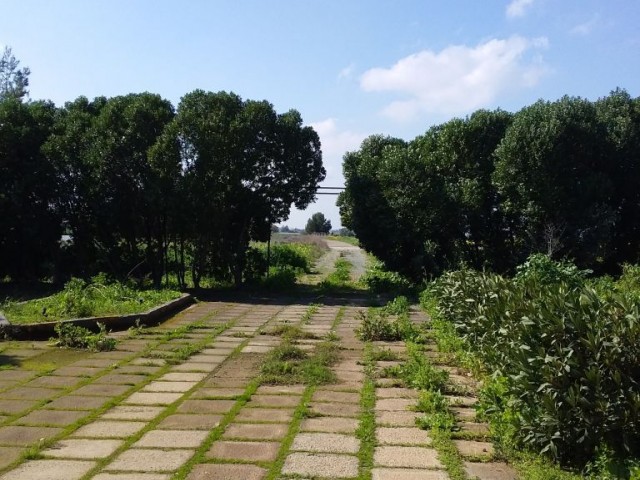 کسب و کار برای اجاره in Mutluyaka, فاماگوستا