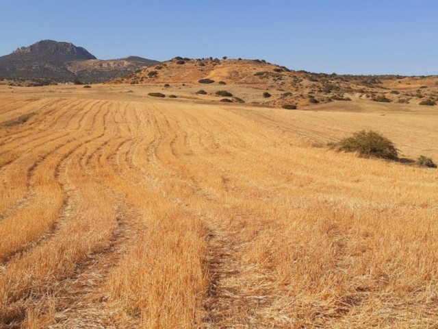 İSKELE  KİLİTKAYA'DA  SATILIK TARLA  AYRICA  7 DÖNÜM 1EVLEK VARDIR  35.000 STG