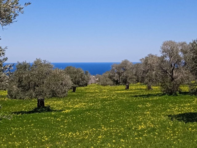 زمین برای فروش در اسکله سپاهی ** 