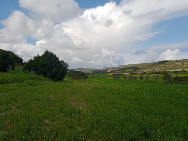 48 ACRES OF LAND FOR SALE IN ISKELE DIPKARPAZ ZAFERBURNU REGION 