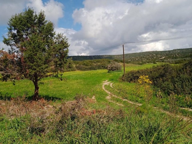 48 ACRES OF LAND FOR SALE IN ISKELE DIPKARPAZ ZAFERBURNU REGION 