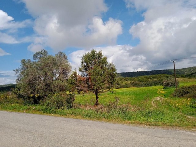 48 ACRES OF LAND FOR SALE IN ISKELE DIPKARPAZ ZAFERBURNU REGION 