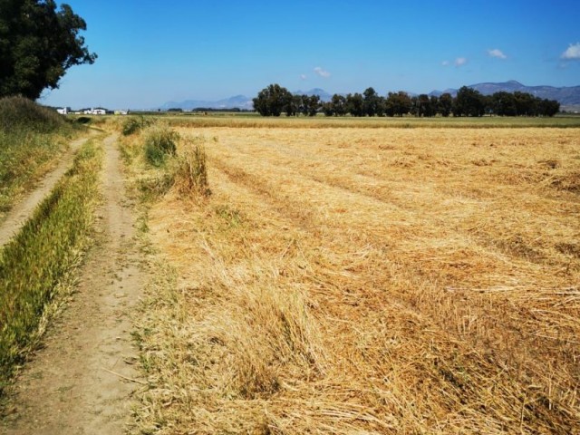 14 ОБЪЯВЛЕНИЙ ЗЕМЛИ НА ПРОДАЖУ В РАЙОНЕ ФАМАГУСТА ПАШАКОЙ