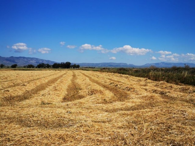 14 DECLARES OF LAND FOR SALE IN FAMAGUSTA PAŞAKÖY REGION