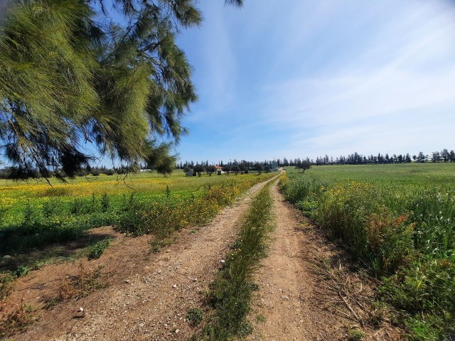 11798 M2 GRUNDSTÜCK ZUM BAU ZUM VERKAUF IM GEBIET FAMAGUSTA TÜRKMENKÖY