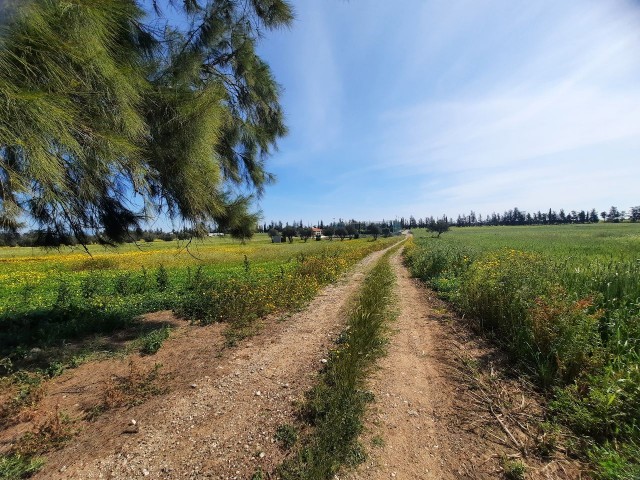 11798 M2 GRUNDSTÜCK ZUM BAU ZUM VERKAUF IM GEBIET FAMAGUSTA TÜRKMENKÖY