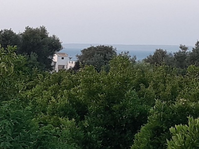 ZUM VERKAUF VOM EIGENTÜMER BAGLIKÖY 5 HEKTAR, GRUNDSTÜCK QUALIFIZIERT KÖNIG GARTEN. BLICK AUF DIE BERGE UND DAS MEER. 1 KM VOM STRAND UND DER UNIVERSITÄT LEFKE ENTFERNT. MACH EIN HAUS, SETZ DICH HIN ODER MIETE EIN WOHNHEIM. ES GIBT WASSER, STRAßE, STROM. 27.000 STG. TEL: 05428601595 ** 