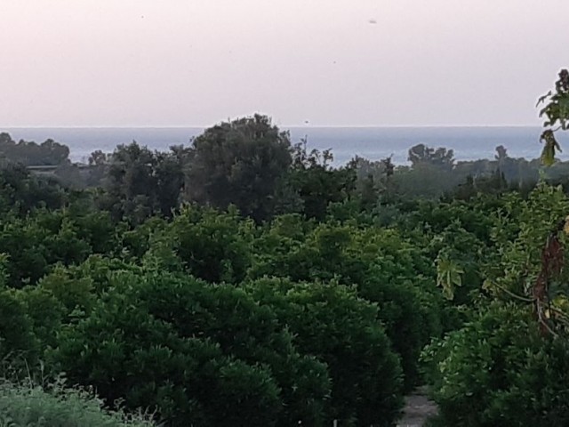 ZUM VERKAUF VOM EIGENTÜMER BAGLIKÖY 5 HEKTAR, GRUNDSTÜCK QUALIFIZIERT KÖNIG GARTEN. BLICK AUF DIE BERGE UND DAS MEER. 1 KM VOM STRAND UND DER UNIVERSITÄT LEFKE ENTFERNT. MACH EIN HAUS, SETZ DICH HIN ODER MIETE EIN WOHNHEIM. ES GIBT WASSER, STRAßE, STROM. 27.000 STG. TEL: 05428601595 ** 