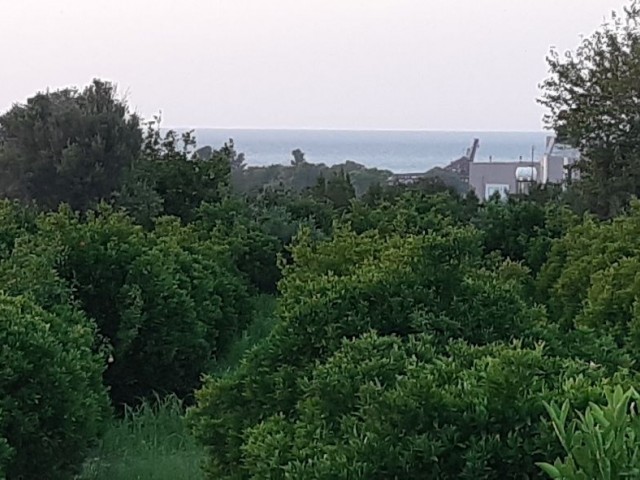 ZUM VERKAUF VOM EIGENTÜMER BAGLIKÖY 5 HEKTAR, GRUNDSTÜCK QUALIFIZIERT KÖNIG GARTEN. BLICK AUF DIE BERGE UND DAS MEER. 1 KM VOM STRAND UND DER UNIVERSITÄT LEFKE ENTFERNT. MACH EIN HAUS, SETZ DICH HIN ODER MIETE EIN WOHNHEIM. ES GIBT WASSER, STRAßE, STROM. 27.000 STG. TEL: 05428601595 ** 