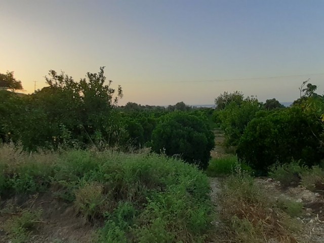 ZUM VERKAUF VOM EIGENTÜMER BAGLIKÖY 5 HEKTAR, GRUNDSTÜCK QUALIFIZIERT KÖNIG GARTEN. BLICK AUF DIE BERGE UND DAS MEER. 1 KM VOM STRAND UND DER UNIVERSITÄT LEFKE ENTFERNT. MACH EIN HAUS, SETZ DICH HIN ODER MIETE EIN WOHNHEIM. ES GIBT WASSER, STRAßE, STROM. 27.000 STG. TEL: 05428601595 ** 