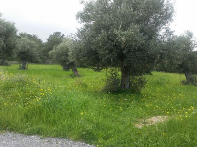 منطقه مسکونی برای فروش in Çatalköy, گیرنه