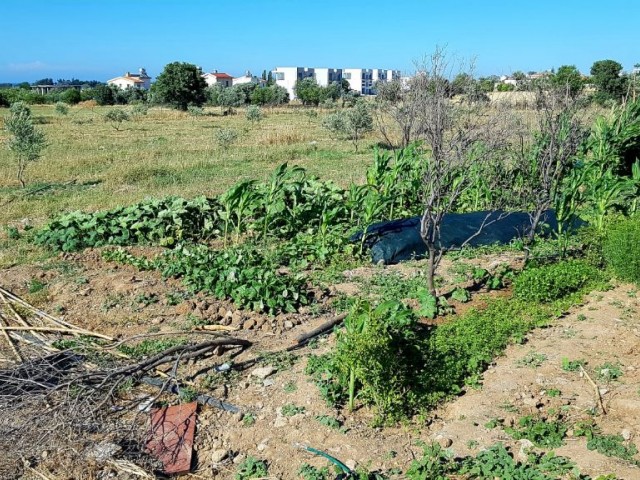 Girne Karşıyaka'da 7 Dönüm Ve 14 Dönüm Satılık Arsa 385000 STG