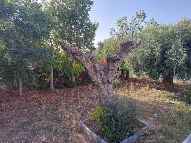 ویلا برای فروش in Çatalköy, گیرنه