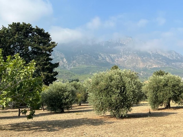 زمین برای فروش در Girne Lapta