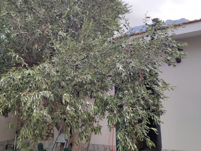 Einfamilienhaus Kaufen in Karşıyaka, Kyrenia