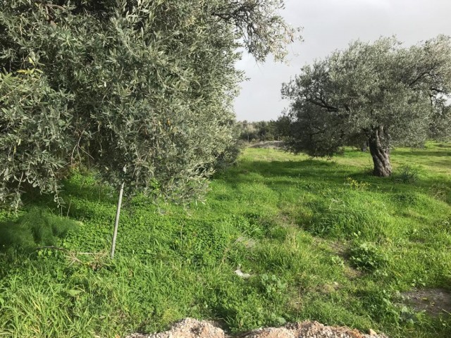 منطقه مسکونی برای فروش in Ozanköy, گیرنه