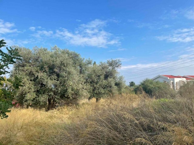 LAND FOR SALE IN KYRENIA BEYLERBEYI 135 dec000 STG ** 