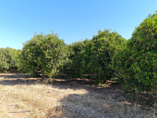 4 Hektar Garten in der Nähe von Güzelyurt Sonnenköy zu verkaufen 35,000 STG ** 