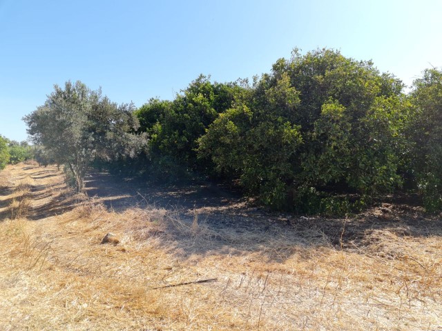 4 Hektar Garten in der Nähe von Güzelyurt Sonnenköy zu verkaufen 35,000 STG ** 