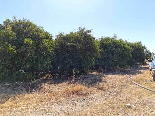 4 Hektar Garten in der Nähe von Güzelyurt Sonnenköy zu verkaufen 35,000 STG ** 