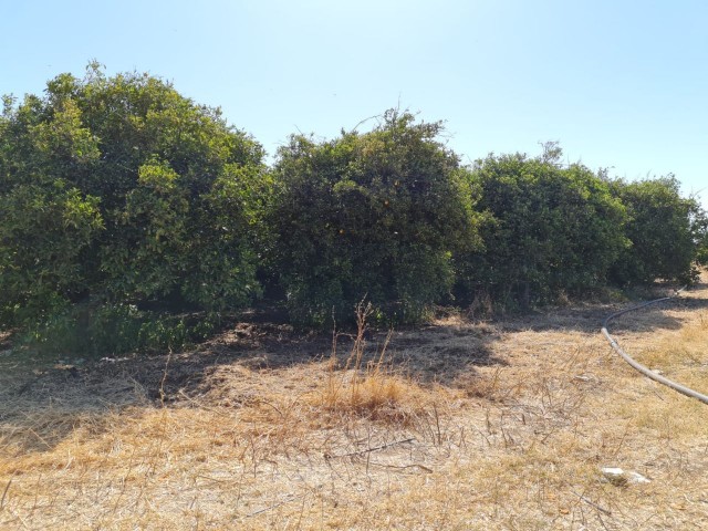 4 Hektar Garten in der Nähe von Güzelyurt Sonnenköy zu verkaufen 35,000 STG ** 