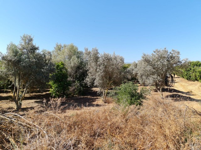 Close to 4 Acres of Garden for Sale in Güzelyurt Güneşköy 35,000 STG ** 