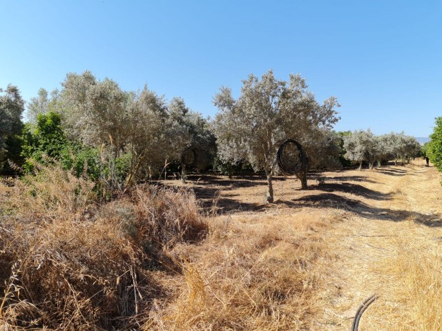 4 Hektar Garten in der Nähe von Güzelyurt Sonnenköy zu verkaufen 35,000 STG ** 