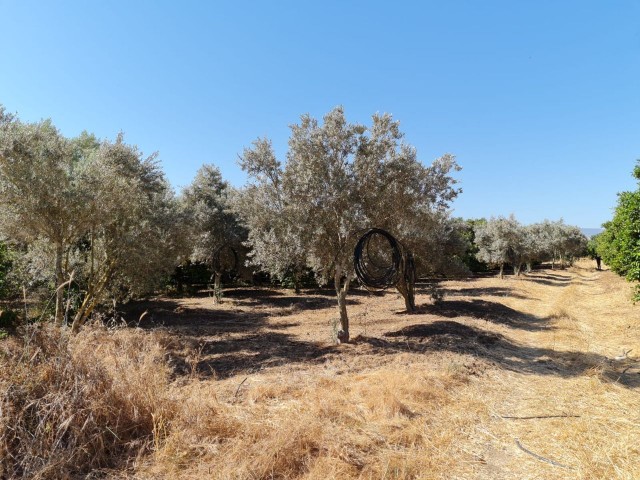 4 Hektar Garten in der Nähe von Güzelyurt Sonnenköy zu verkaufen 35,000 STG ** 