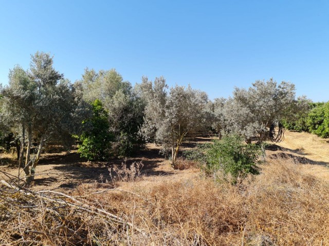 4 Hektar Garten in der Nähe von Güzelyurt Sonnenköy zu verkaufen 35,000 STG ** 