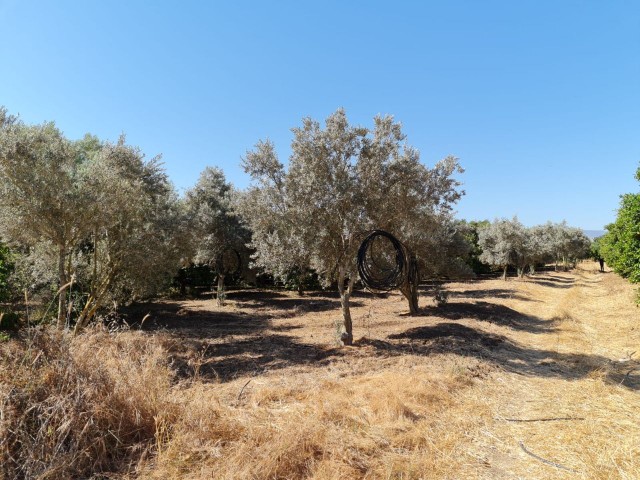 4 Hektar Garten in der Nähe von Güzelyurt Sonnenköy zu verkaufen 35,000 STG ** 