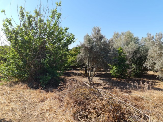 4 Hektar Garten in der Nähe von Güzelyurt Sonnenköy zu verkaufen 35,000 STG ** 