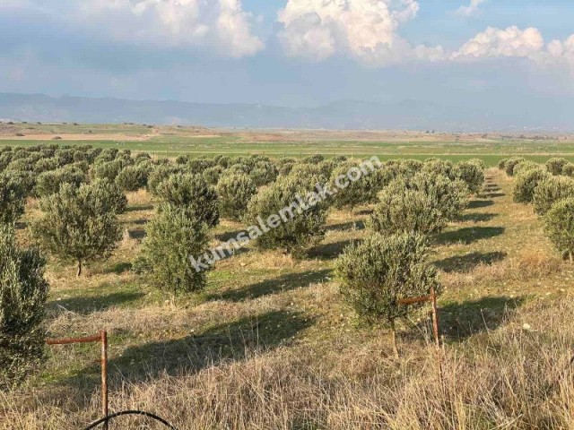 Land For Sale On Iskele Ring Road ** 